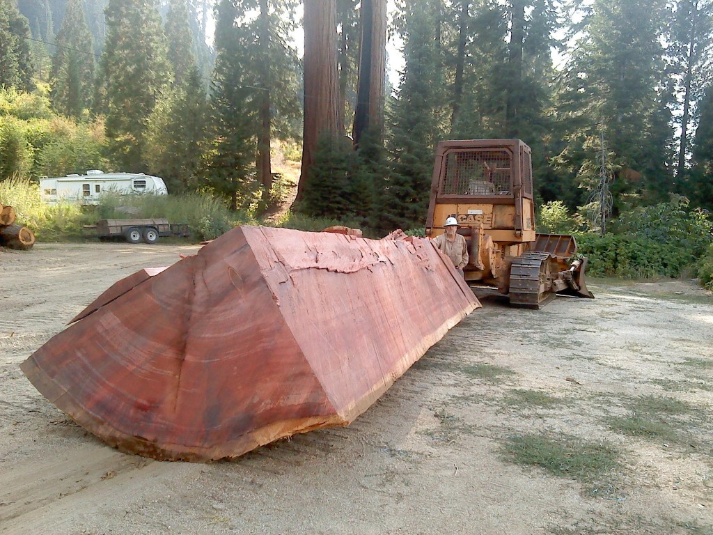 Redwood Windfall