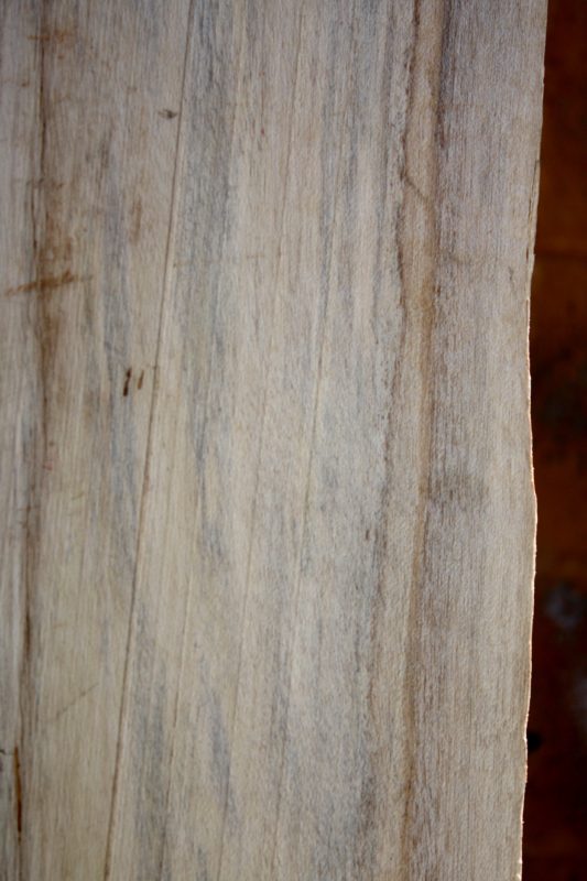 Norfolk Pine Fw1351 Far West Forest