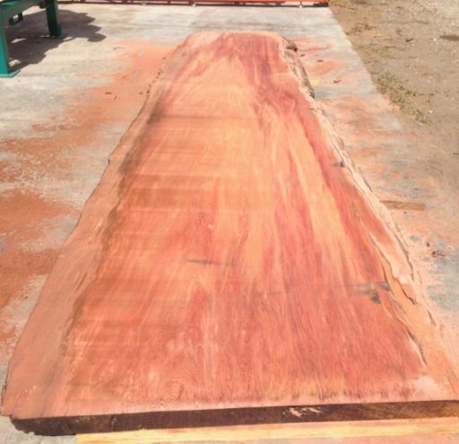 Giant Sequoia Redwood Wide Slab, One Live Edge, FW1653