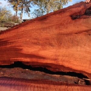 Redwood Slab, Curly, FW1145