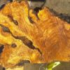 Olive Wood Slab, KC1496
