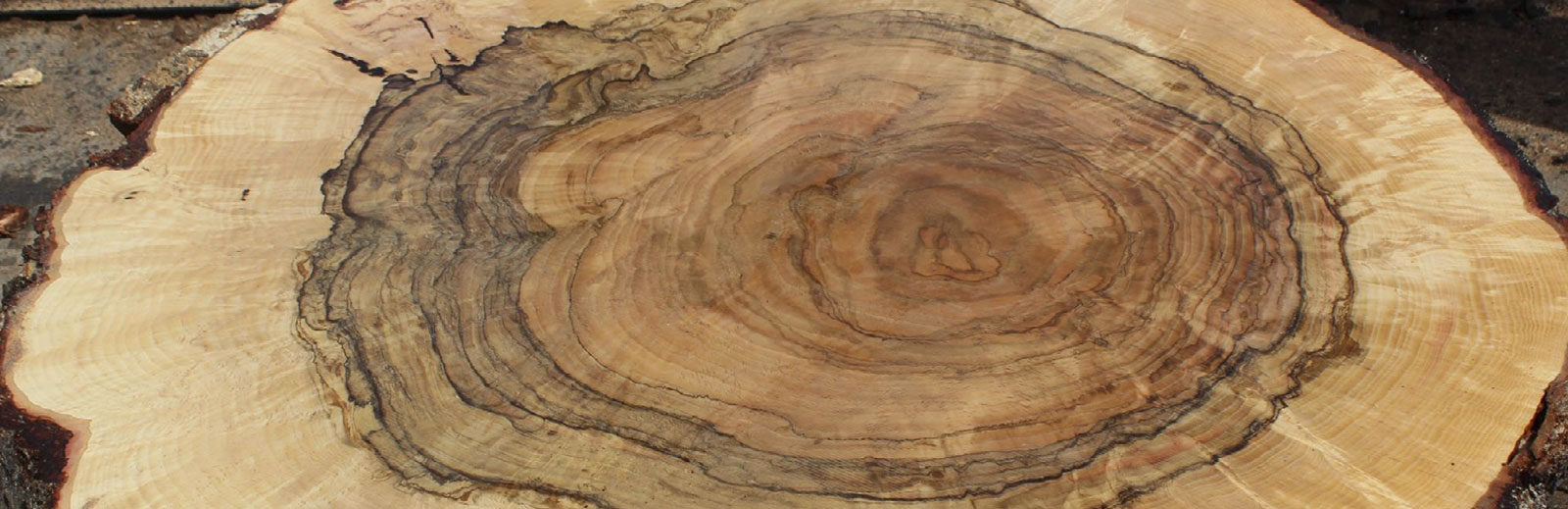 A close up image of a crosscut slab of wood