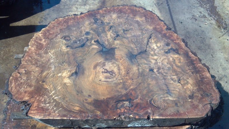 claro walnut burl partial round, one side cut flat, with lots of purple coloring