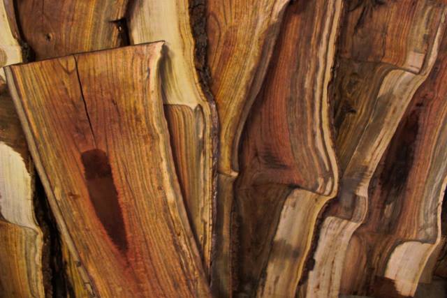 mulit colored pistachio wood slabs salvaged from retired orchard trees