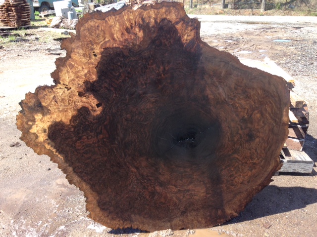 Claro Walnut Burl round with some sap wood around edges