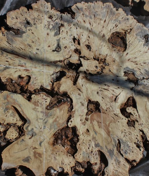 Buckeye Burl FW052218-30 - Far West Forest