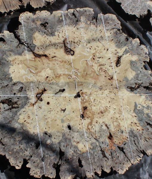 Buckeye Burl FW052218-30 - Far West Forest