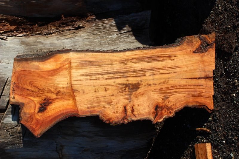 Urban Lumber salvaged lumber cherry wood slab with graft line showing
