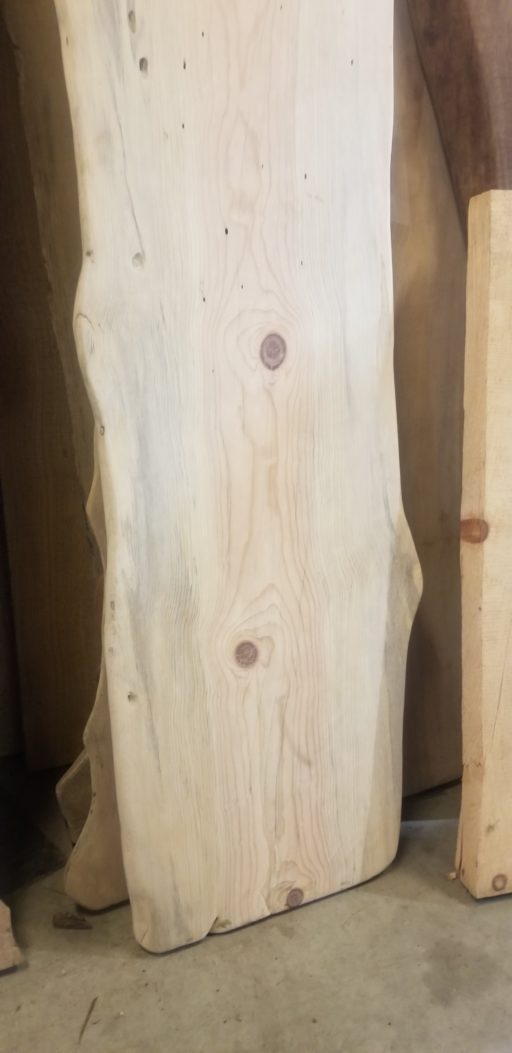 a blue stained pine urban wood live edge slab showing the bottom half of the slab and character knots