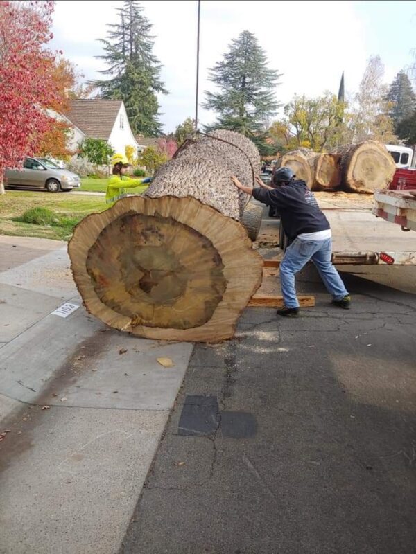 Man balancing an urban wood tulip log as it is placed onto a trailer in a Sacramento area street