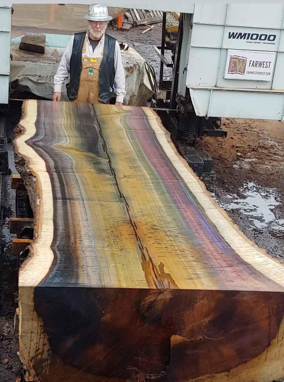 A tulip poplar wood slab with rainbow colors sitting 63" wide on a WM1000 Wood-Mizer sawmill deck with a man in a hardhat standing nearby